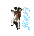 megumalさんちの犬猫（個別スタンプ：3）