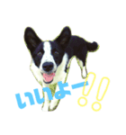 megumalさんちの犬猫（個別スタンプ：4）