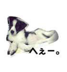 megumalさんちの犬猫（個別スタンプ：6）