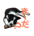 megumalさんちの犬猫（個別スタンプ：10）