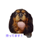 おばっちdog（個別スタンプ：2）