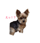 おばっちdog（個別スタンプ：6）