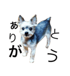 おばっちdog（個別スタンプ：8）