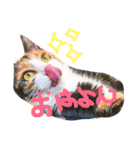 ひまとこま（個別スタンプ：1）