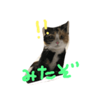 ひまとこま（個別スタンプ：5）