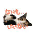 ひまとこま（個別スタンプ：6）