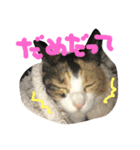 ひまとこま（個別スタンプ：7）