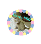 猫が色々しゃべります7（個別スタンプ：1）
