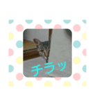猫が色々しゃべります7（個別スタンプ：8）