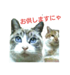 猫が色々しゃべります3（個別スタンプ：1）