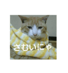 猫が色々しゃべります3（個別スタンプ：3）