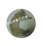猫が色々しゃべります3（個別スタンプ：6）