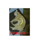 猫が色々しゃべります3（個別スタンプ：7）
