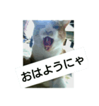 猫が色々しゃべります3（個別スタンプ：8）