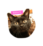 黒猫みぃーたん（個別スタンプ：1）
