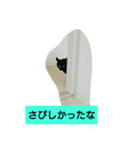 黒猫みぃーたん（個別スタンプ：5）