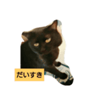 黒猫みぃーたん（個別スタンプ：6）