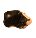 黒猫みぃーたん（個別スタンプ：7）