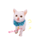 白猫のゆずちゃんスタンプ（個別スタンプ：1）