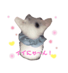 白猫のゆずちゃんスタンプ（個別スタンプ：6）