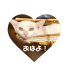 白猫のゆずちゃんスタンプ（個別スタンプ：7）