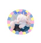 白猫のゆずちゃんスタンプ（個別スタンプ：8）