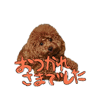 のんちゃんズ2（個別スタンプ：3）