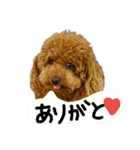 のんちゃんズ2（個別スタンプ：4）