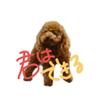 のんちゃんズ2（個別スタンプ：15）