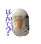 インコのみなみ＆ぽぽ（個別スタンプ：1）