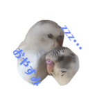 インコのみなみ＆ぽぽ（個別スタンプ：3）