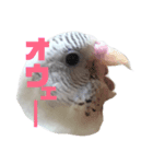 インコのみなみ＆ぽぽ（個別スタンプ：4）