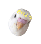 インコのみなみ＆ぽぽ（個別スタンプ：5）