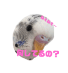 インコのみなみ＆ぽぽ（個別スタンプ：6）