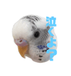 インコのみなみ＆ぽぽ（個別スタンプ：7）