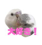 インコのみなみ＆ぽぽ（個別スタンプ：8）