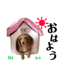 ゆるめダックスのりっちゃんスタンプ（個別スタンプ：10）