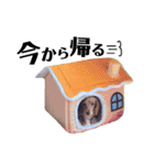 ゆるめダックスのりっちゃんスタンプ（個別スタンプ：15）