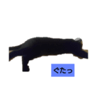 くろねこたん。（個別スタンプ：1）
