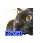 くろねこたん。（個別スタンプ：3）