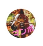 ミニチュアホースのマンボちゃん（個別スタンプ：1）
