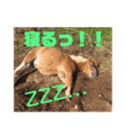 ミニチュアホースのマンボちゃん（個別スタンプ：2）