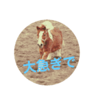 ミニチュアホースのマンボちゃん（個別スタンプ：7）