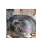 ハムスターかわいい（個別スタンプ：1）