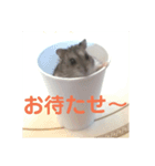 ハムスターかわいい（個別スタンプ：4）