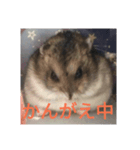 ハムスターかわいい（個別スタンプ：5）