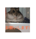 ハムスターかわいい（個別スタンプ：6）