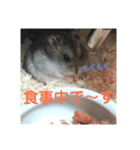 ハムスターかわいい（個別スタンプ：7）