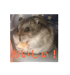 ハムスターかわいい（個別スタンプ：8）