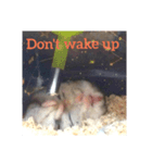 A lovely hamster life（個別スタンプ：3）